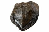 Unworn Fossil Dinosaur (Triceratops) Tooth Crown - Montana #341143-1